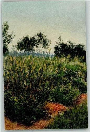 Arznei Pflanzen Folge IV Melilotus officinalis L. Honigklee Steinklee Kräuter KEINE AK