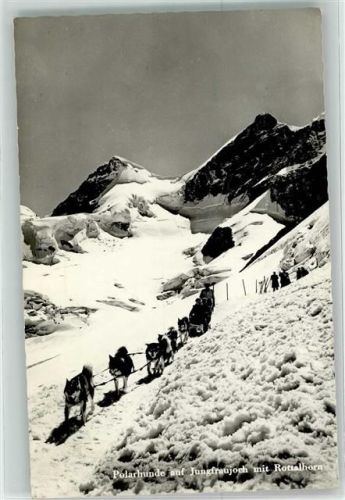 Polarhunde Jungfraujoch Rottalhorn