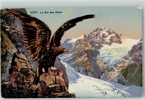 1912 Steinadler Der König der Alpen
