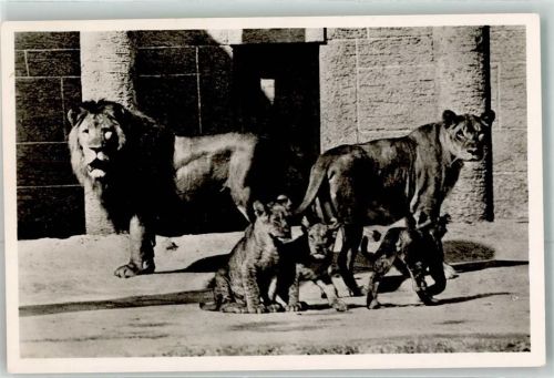 München Löwenfamilie Hellabrunn