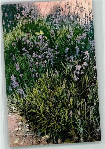 Arzneipflanzen XV.Folge Lavandula vera de Candolle Lavendel