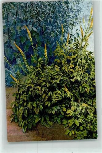 Arznei Pflanzen Folge XV Agrimonia Eupatoria L. Odermenning Bruchwurz