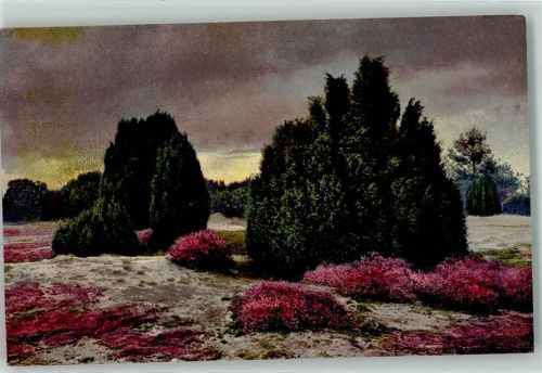 Arznei Pflanzen Folge III Juniperus communis L. Wacholder Machandel