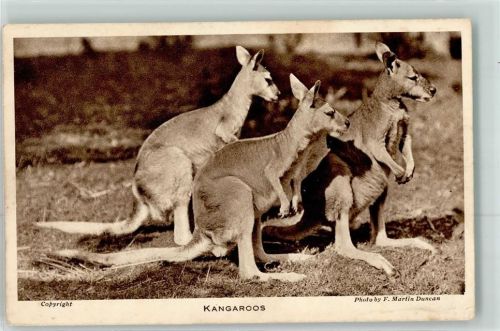 1919 Kangaroos