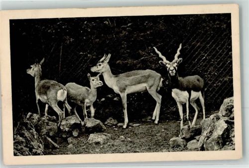 Wien Hirschziegenantilope Schönbrunn