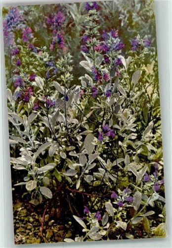 Arznei Pflanzen Folge VII Salvia officinalis L. Salbei Gartensalbei