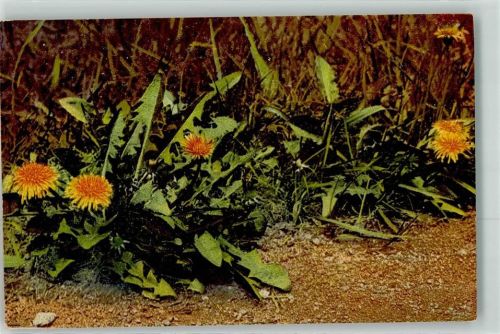 Arznei Pflanzen Folge IV Taraxacum officinale Weber Butterblume Kräuter KEINE AK