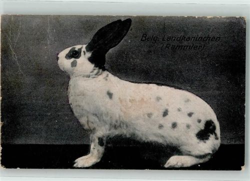 Belgisches Landkaninchen Rammler