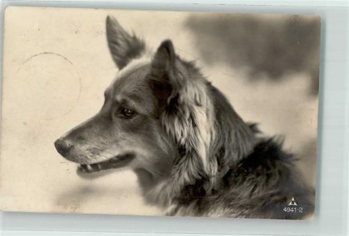 Kurzhaar Collie