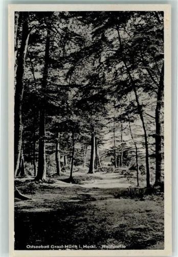 Graal-Müritz Wald