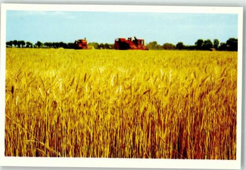 Beijing Landwirtschaft Weizenernte
