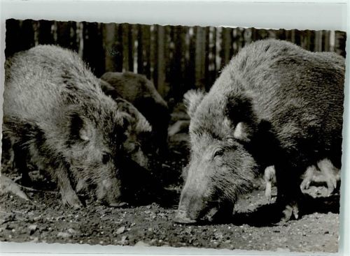 Mülben Wildschweinfütterung Ort handschriftlich