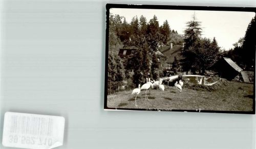 Laubach Märchenzoo Flamingoteich Foto Original aus Archiv eines Ansichtskartenverlags Ort handschriftlich