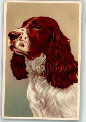 English Springer Spaniel