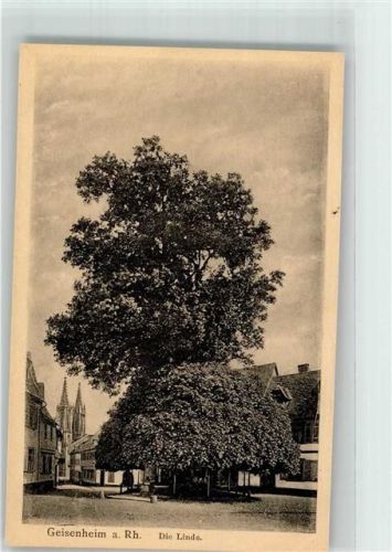 Geisenheim Die Linde