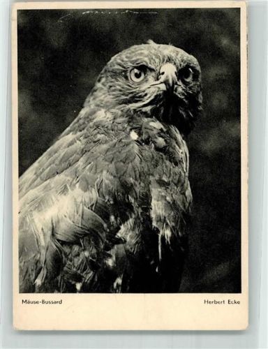 Mäuse Bussard