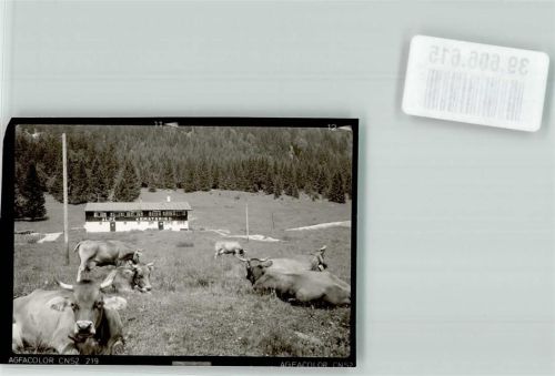 Unterjoch Alpe Kematsried Kühe Ort handschriftlich Foto Original aus Archiv eines Ansichtskartenverlags