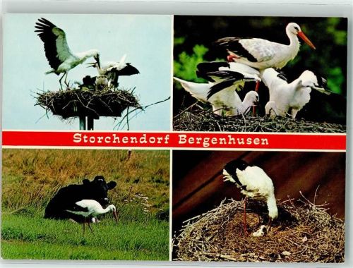 Bergenhusen Kuh Deutscher Bund für Vogelschutz