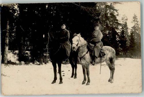 Pferde Winter