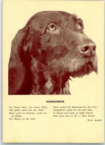 Landestierschutzverein für Steiermark Jagdhund