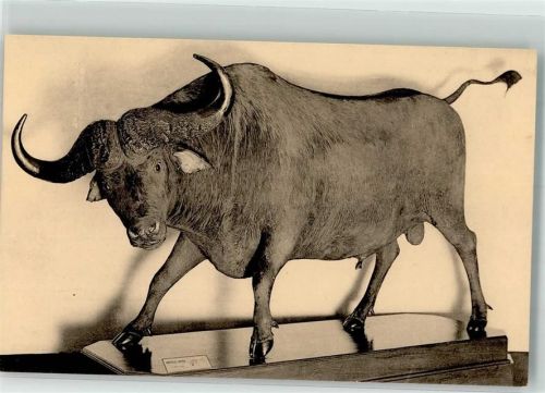 Brüssel Südafrikanischer Büffel Museum Royal d`Histoire Naturell