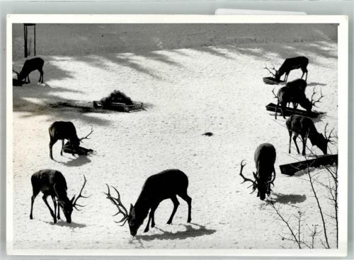Wingeshausen Foto Original aus Archiv eines Ansichtskartenverlags Winter Wildfütterung Ort handschriftlich