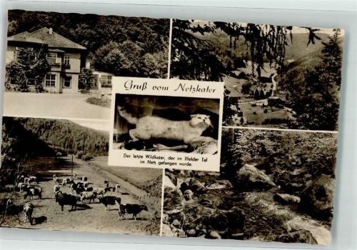 Ilfeld Netzkater Kuhherde Wildkater Bach