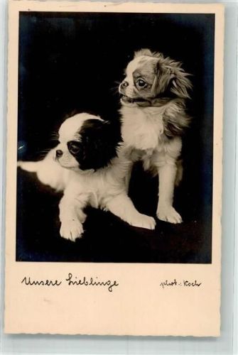 Foto Koch Cavalier King Charles P.AG 34688