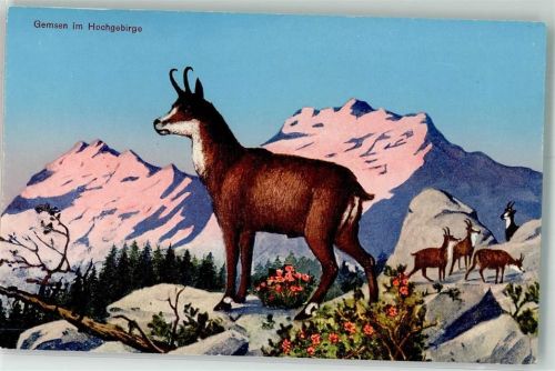 Hochgebirge Blumen Gams