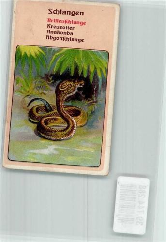 Sammelbild Litho Brillenschlange