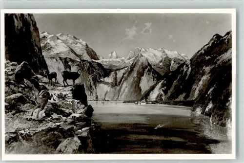Königssee St. Bartholomä Gemse