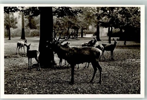 Hellabrunn Rothirsche Verlag Münchener Tierpark Nr. 6