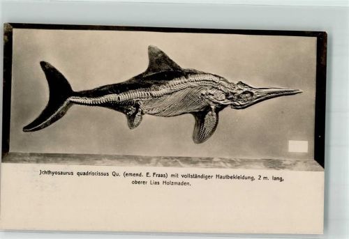 Palaeontologishes Atelier von Dr. Hauff Verlag Schaller Nr. 446