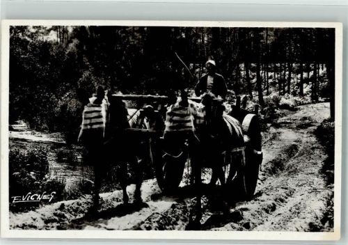 Esel Bauer Gascon Country