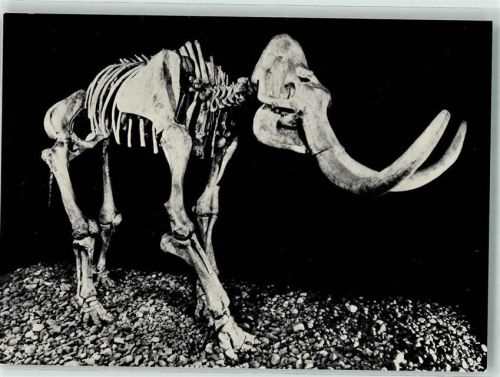 Stuttgart Skelett eines Steppenelefanten Eiszeit Museum Naturkunde