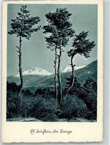 Es leuchten die Berge Kiefern vor den Schnee bedeckten Gipfeln Verlag Hoffmann, Heinrich Nr. 2063