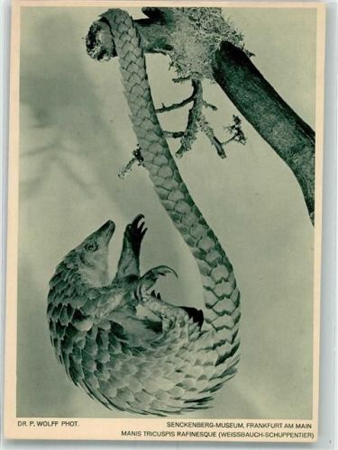 Frankfurt Weissbauch-Schuppentier im Senckenberg-Museum Fotograf Wolff