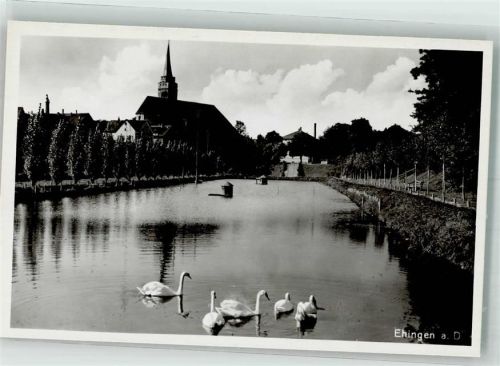 Ehingen Schwäne