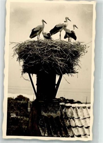 1935 Nest auf dem Schornstein 4 Vögel