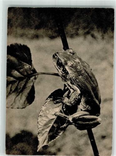 Laubfrosch