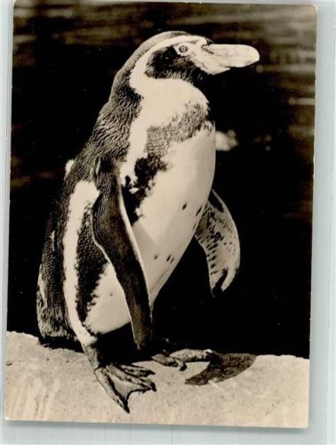 Rostock 1973 Zoo Humboldtpinguin VEB Bild und Heimat