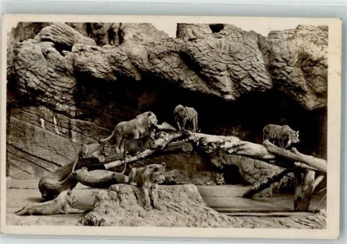 Stellingen 1929 Raubkatzen Tiger in Hagenbeck Löwenschlucht
