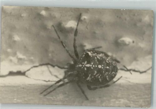 Webspinne