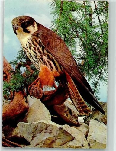 Baumfalke