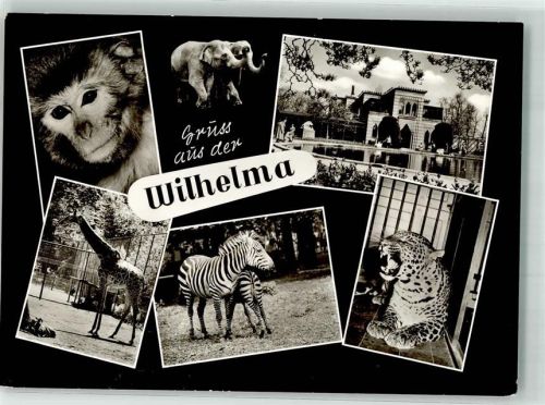 Bad Cannstatt Affe Panther Zebra Giraffe Tierparadies Wilhelmina