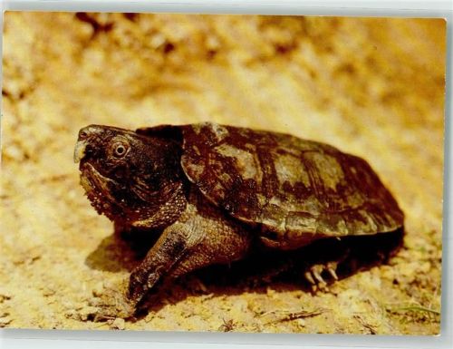 Schnappschildkröte