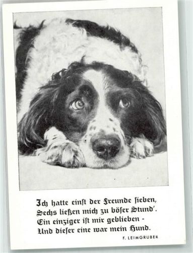 Epagneul Francais Spruch F. Leimgruber
