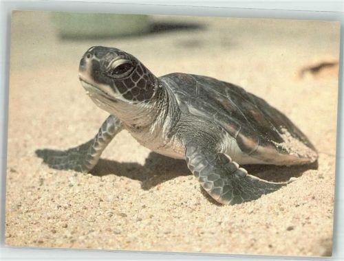 Suppenschildkröte