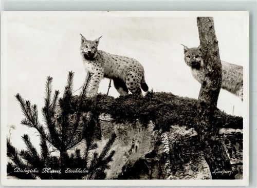Luchs im Museum