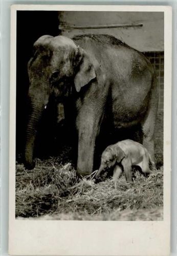 München Elefantenmutter mit Baby Zoo